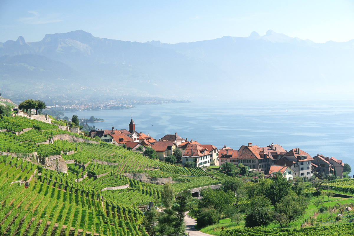 Vue sur le vignoble et le lac