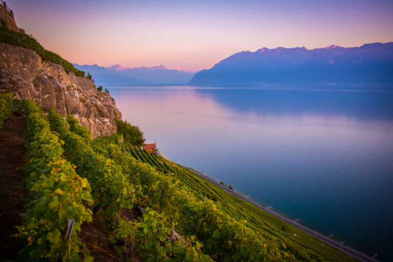 Les vignes de Lavaux au crepuscule