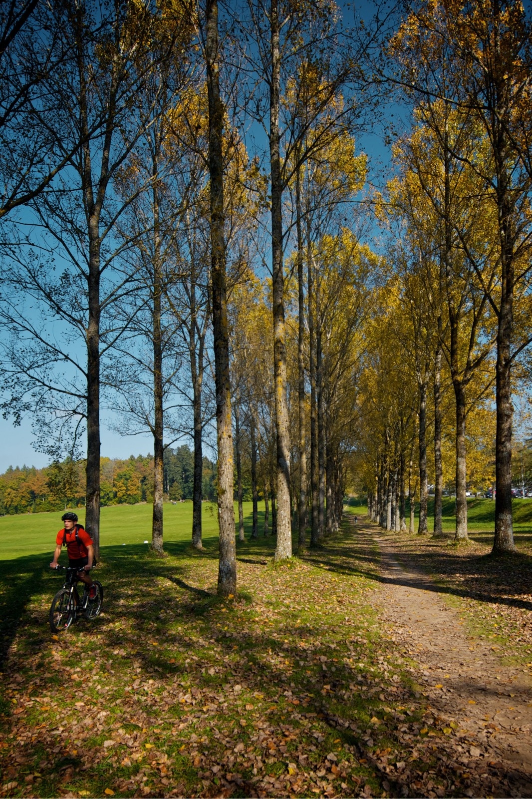 En velo dans les bois du Jorat