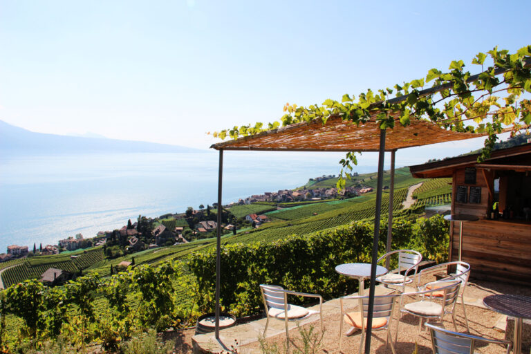 Vue sur le vignoble