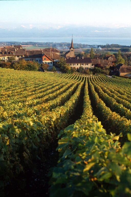 Vignoble de la Cote